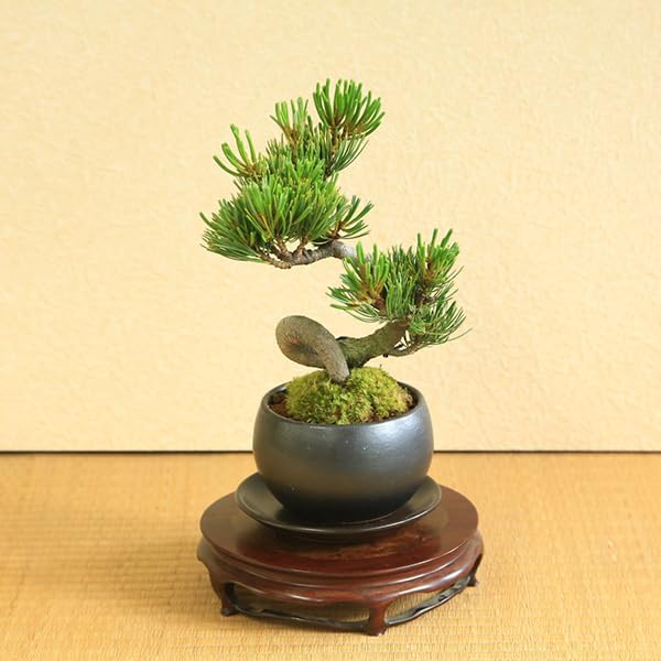 五葉松の繊細で美しい針葉